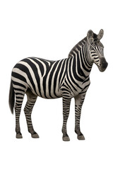 Obraz premium Zebra PNG Isolated African Wildlife Animal with Transparent Background