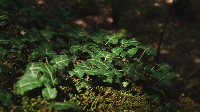 Ivy leaves covered in moss tremble in the wind in the sunlit forest