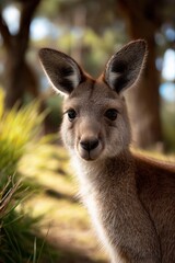 Young kangaroo in sunlit australian forest