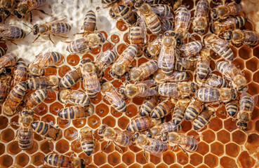 Honey Bees working on honeycomb close-up shot.