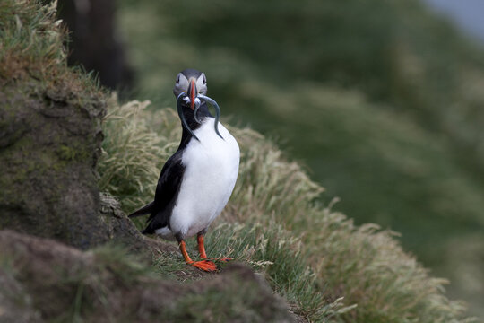 View of an Atlantic Puffin with striking black and white plumage, orange feet, and a colorful beak standing on a mossy cliff, Dyrholaey peninsula, Iceland.
