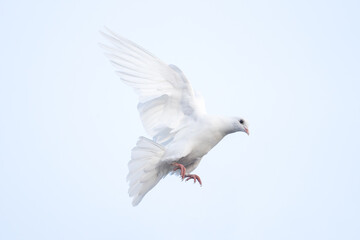 White Pigeon Dove in Mid-Flight Profile View Against Bright White Sky