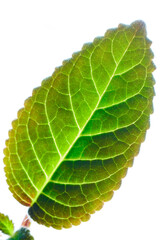 green violet leaves growing in a pot on a windowsill