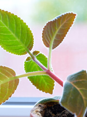 green violet leaves growing in a pot on a windowsill