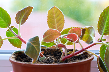 green violet leaves growing in a pot on a windowsill