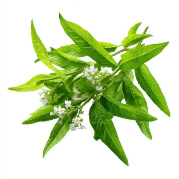 Lemon verbena leaves and flowers isolated on white background