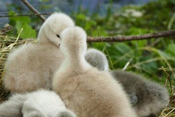 Cute fluffy baby swans in the nest by the lake dreaming together waterbirds background