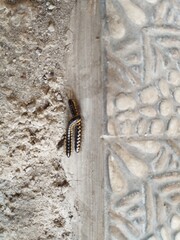 2 millipede caterpillars walking