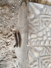 2 millipede caterpillars walking