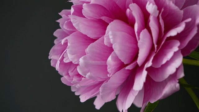Close-up side view of a vibrant pink peony against a dark background, perfect for a calming nature video. The angle highlights petal texture. Live desktop wallpaper.