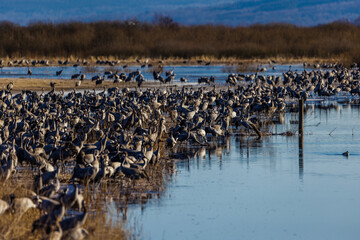 Kraniche (Grus grus)