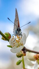 A butterfly with translucent wings and intricate details is perched on a delicate white flower, captured against a bright sky