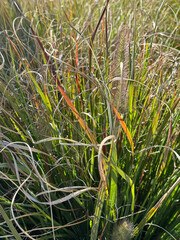 green grass in the wind