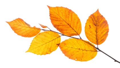 Close-up of vibrant yellow and orange autumn leaves on a thin branch, isolated