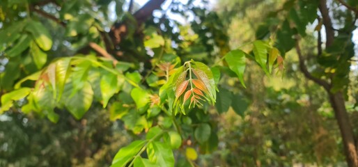 New Fresh Leaves Growing on Tree Branch with Natural Green Background in Sunlight