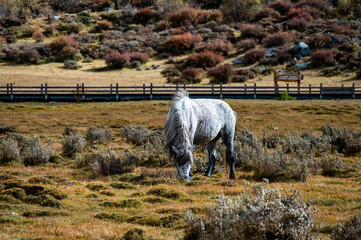A horse is grazing in the meadow