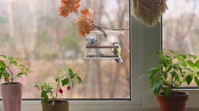 titmouses on a plastic bird feeder