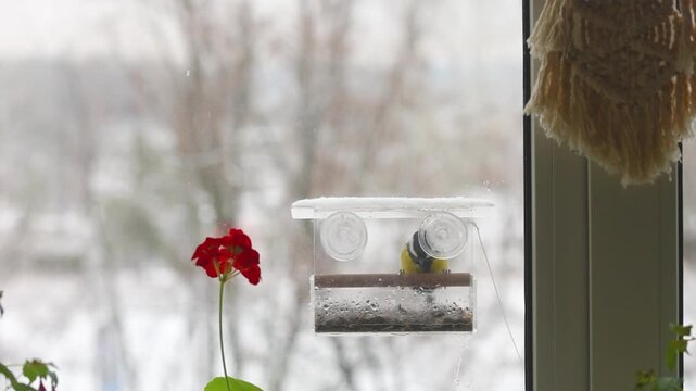 titmouses on a plastic bird feeder