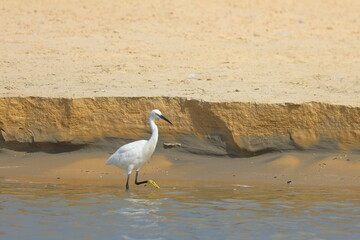 Little egret, Egretta garzetta, single bird in water, Brazil