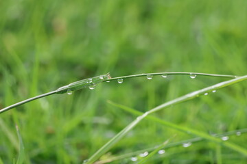 Water drops on grass blade in the morning. Natural background. Shallow depth of field.