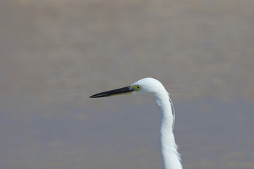 Snowy Egret (Egretta thula) in Israel.
