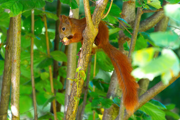 Red squirrel climbing tree with nut in lush green forest