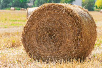 Golden hay bale on sunny farmland in summer