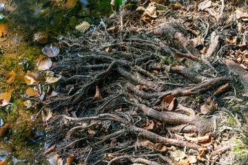 Intricate tree roots and fallen leaves by a tranquil forest stream