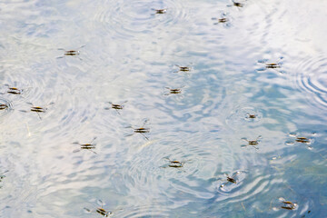 Water striders skating on calm pond surface creating ripples and reflections
