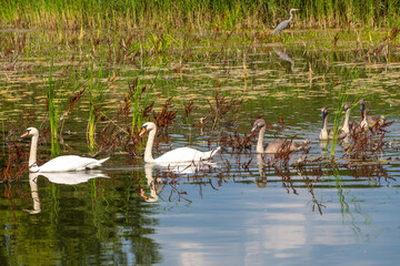 Swans and cygnets gracefully swimming in serene wetland with heron in background