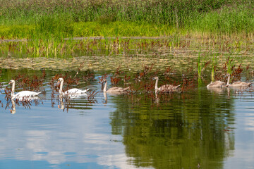 Graceful swans and cygnets swimming in tranquil pond with lush vegetation