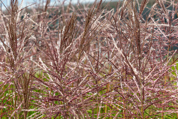 Close-up of lush miscanthus grass. Miscanthus sinensis, the eulalia, Chinese silver grass