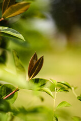 Closeup of green leaves with brown edges in a natural setting