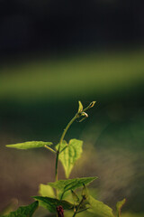 Closeup of a young plant with green leaves against a blurred background