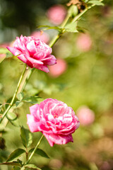 Two pink roses in full bloom with a blurred background of more roses