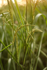 Closeup of green grass with seed heads in a field during golden hour
