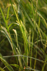 Closeup of green grass blades with seeds in a natural outdoor setting