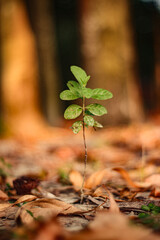 A small plant with green leaves growing in the forest on a sunny day