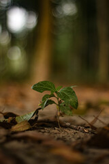 A small green plant grows in the forest on a bed of brown leaves