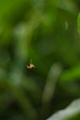 Small spider hanging on a web in the forest with a blurred background