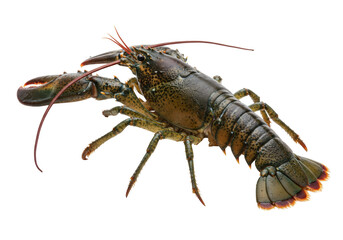 Isolated Maine Lobster on Display in Studio, Fresh Seafood, Ready to Cook, Lobster Closeup