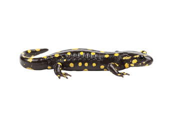 Isolated Spotted Salamander amphibian with yellow spots on black skin, amphibian macro shot