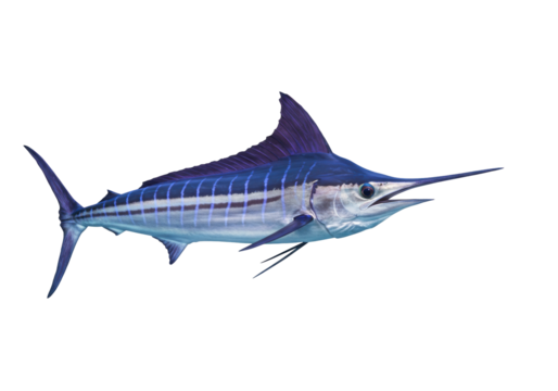 Isolated Striped marlin swimming upward, a predatory fish with a long swordlike upper jaw