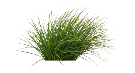 Bright Green Grass Clumps Isolated on Transparent Background.