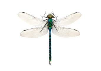 A delicate dragonfly species known for its slender body and striking coloration, isolated on white or transparent background. PNG