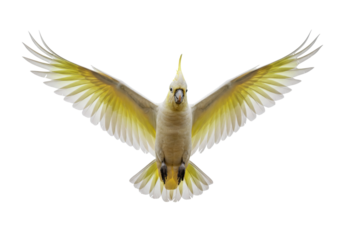 Isolated Sulphur-crested Cockatoo spreading its wings showing flight feathers, beautiful plumage