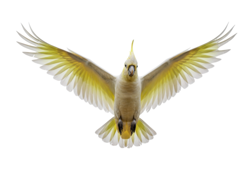 Isolated Sulphur-crested Cockatoo spreading its wings showing flight feathers, beautiful plumage