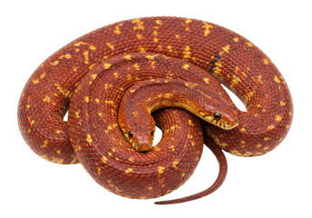 Isolated red corn snakes with yellow spots coiling close together studio shot reptile exotic pet