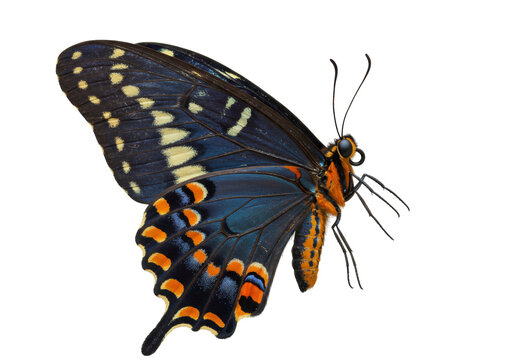 Isolated pipevine swallowtail butterfly, colorful wings and body, insect specimen on display