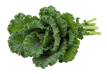 Isolated bunch of fresh curly kale from the grocery store for a salad or vegetable side dish
